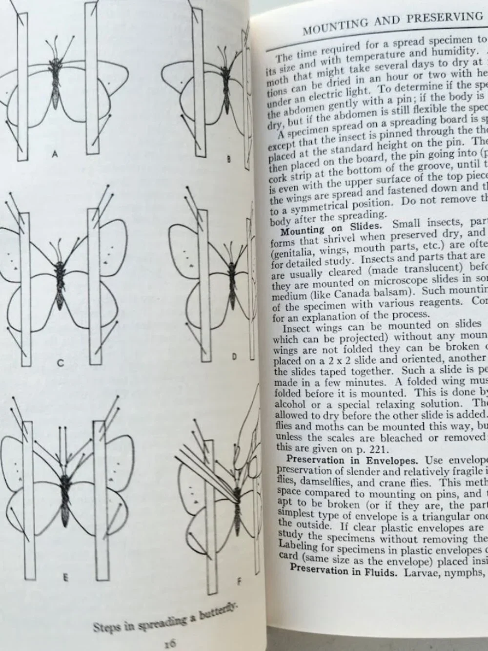 Peterson Field Guide Insects of America North of Mexico Vintage Book Entomology